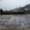 雨に濡れた花畑