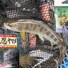 トラウトに優しいバーブフックを考える（前編）