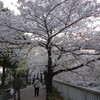 桜は週末までもちそう