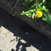春が蜂起した