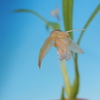 Coelogyne planiscapa