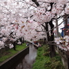 春です。桜です。雨です。