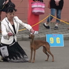 CHを完成していた、ルクレッツア。