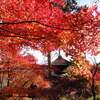 【常寂光寺】モミジに染まる多宝塔の紅葉絶景！苔や竹林散策も楽しもう♪