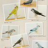 オキナインコの羽色その2