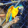 多摩動物公園に行きました【Wi-Fi推奨】＊その２　インコ、ニワトリ、キジやハト