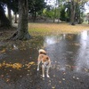 朝から雨だ〜