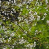 樹木公園「緑の中の桜」