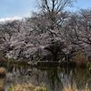 「真田太平記」第4巻・忍びの者たちの話だけど善福寺池が少し登場