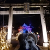 #牛嶋神社#eastTOKYO#竹灯りライトアップ