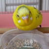 防犯対策&かわいい侵入者