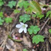 山の上の小さな花達