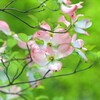 桜が終わったら、次は『ハナミズキ』☆／無料写真素材のサイト