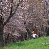 北海道の桜 ～ 東川町 キトウシ森林公園