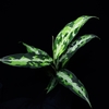 Aglaonema pictum"Eureka type"from P.Nias【AZ0710-9】from Roots