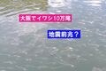 【前兆】大阪の川でイワシの大群～大地震の前兆か？＋マリアさん：近畿で揺れそう＋秋田県の明菜さん：北海道大地震や津波の夢