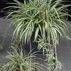 斑入りの植物たち 2017 ８月