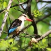 チャガシラショウビン(Brown-hooded Kingfisher)♂