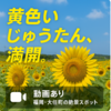 【2025年最新】福岡・大任町のひまわり20万本が満開！絶景展望＆動画あり　道の駅おおとう桜街道花公園