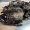 腹パン尺メバルの捕食物はなんだ！？胃袋調査！