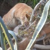 来た！長毛茶トラ猫