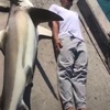 海のギャング🦈🦈🦈