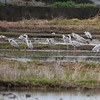 アオサギがきれいな季節