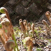 ワラビとゼンマイとコゴミの違い。似たシダ植物の見分け方と環境など