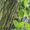 ６月下旬のあいかわ公園の自然