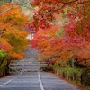 京都・嵯峨野 - 秋風駆け抜ける紅葉の馬場(二尊院)