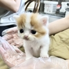 🌱記念すべき初投稿🌱子猫ちゃんとの出会い🐱