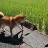 食欲がない？ワガママ？
