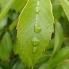 洗車雨　リアを拭いて