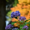 📷️単焦点で本土寺の紫陽花を撮影しました❗️