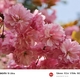 街をあるけば「金沢21世紀美術館遅咲き桜」