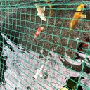 最高の人生【24歳にして錦鯉飼育と仮想通貨への挑戦】