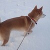 今朝は－8℃を切りました…