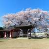 佐保神社の親子桜　千鳥川の桜