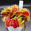 Dionaea m 'G16 , Slack's Giant'