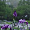 紫陽花と菖蒲　横須賀しょうぶ園と北鎌倉