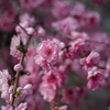 M10-P と APO-ULTRON 90mm F2 の花撮りもいい感じ