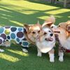 アンディーの初お泊り