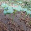 小豆を定植する