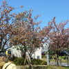 JR川崎駅西口付近の「八重桜並木」を花見しながら散策！！（３）