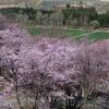 峠の桜