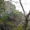 白雲の池のオガタマノキ