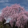 1本桜（３）