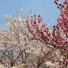 ばらの丘公園 静岡県 島田市 世界のバラを植栽？