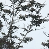 Swallow Tanager ツバメフウキンチョウ