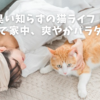 臭い知らずの猫ライフ！オゾンで家中、爽やかパラダイス！